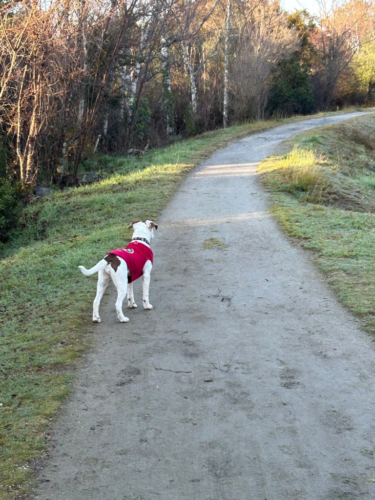 dog on river trail